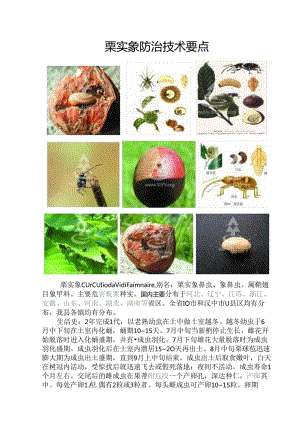 栗实象防治技术要点.docx
