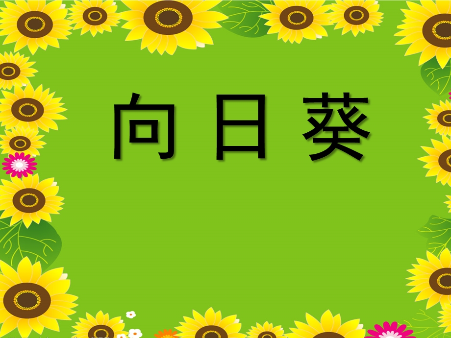 大班美术公开课《向日葵》PPT课件教案幼儿园大班美术课《向日葵》教学课件.pptx_第1页