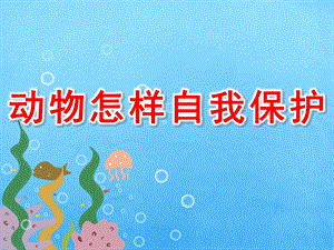 大班《动物怎样自我保护》PPT课件教案PPT课件.pptx