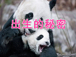 大班科学《出生的秘密》PPT课件教案ppt课件.pptx