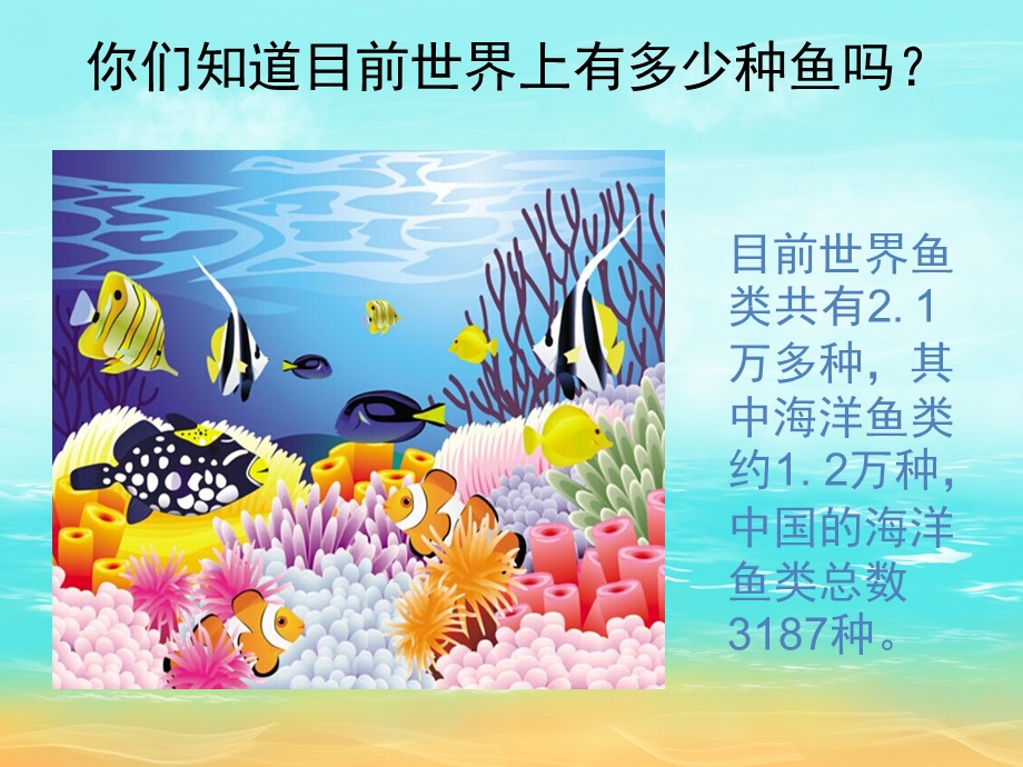 大班科学《各种各样的鱼》PPT课件教案PPT课件.pptx_第3页