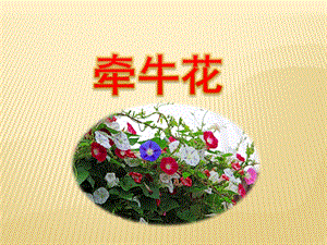 中班语言《牵牛花》PPT课件教案中班语言：牵牛花.pptx