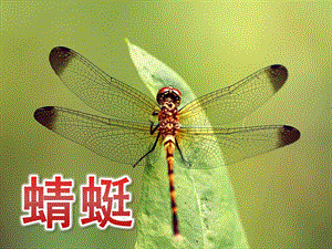 大班美术《蜻蜓》PPT课件大班--美术-蜻蜓.pptx