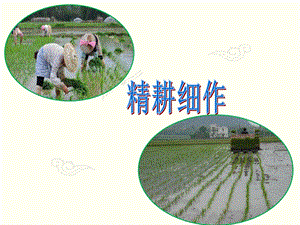 实施精细化管理建设高品质幼儿园PPT课件实施精细化管理,建设高品质幼儿园.pptx