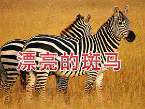 大班美术《漂亮的斑马》PPT课件教案漂亮的斑马.pptx
