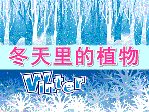 大班科学《冬天里的植物》PPT课件教案PPT课件.pptx