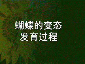 大班科学《蝴蝶的发育过程》PPT课件幼儿园课件蝴蝶的发育过程.pptx