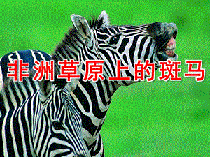 大班美术《非洲草原上的斑马》PPT课件非洲草原上的斑马1(少儿美术教案.pptx