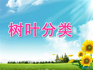 大班数学《树叶分类》PPT课件教案大班数学活动：树叶分类.pptx