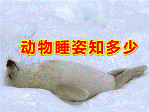 动物睡姿知多少PPT课件教案图片千奇百态的睡姿.ppt