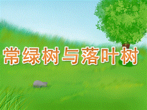 幼儿园认识《常绿树与落叶树》PPT课件教案PPT课件.pptx