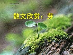 中班语言散文《芽》PPT课件.ppt