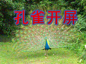 中班美术《孔雀开屏》PPT课件教案《孔雀开屏》课件.ppt