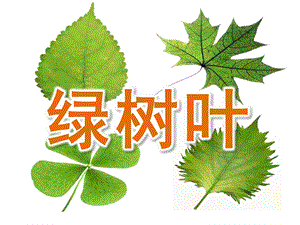 中班语言活动《绿树叶》PPT课件教案PPT课件.ppt