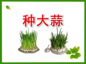 幼儿园活动种植大蒜方法PPT课件幼儿园活动种植大蒜方法PPT课件.pptx