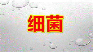 幼儿园细菌PPT课件教案幼儿园--细菌.pptx