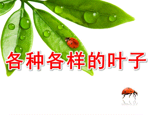 幼儿园《各种各样的叶子》PPT课件教案各种各样的叶子.pptx