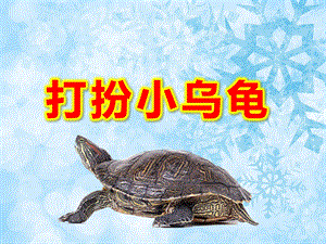 打扮小乌龟PPT课件教案图片美术：乌龟.pptx