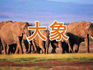 小班语言《大象》PPT课件教案大象课件.pptx