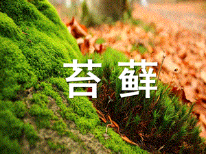 大班科学活动《苔藓》PPT课件大班科学活动——苔藓.ppt