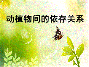 大班语言《动植物间的依存关系》PPT课件动物间的依存关系.ppt