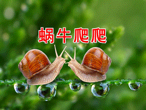 小班科学课件《蜗牛爬爬》PPT课件教案认识小蜗牛.ppt