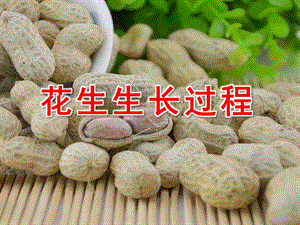 大班科学《花生生长过程》PPT课件教案花生生长过程(幼儿园.ppt