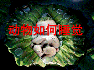 大班科学《动物如何睡觉》PPT课件教案动物如何睡觉(幼儿园大班)定稿.ppt