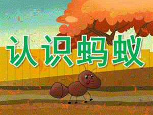 中班科学《认识蚂蚁》PPT课件教案PPT课件.ppt
