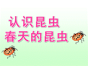 幼儿园《认识昆虫 春天的昆虫》PPT课件春天的昆虫.ppt