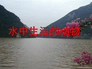 大班科学《水里的动物》PPT课件教案大班科学：水里的动物.ppt