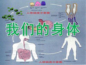 大班《我们的身体》PPT课件教案PPT课件.ppt