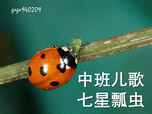 中班儿歌《七星瓢虫》PPT课件中班-儿歌：七星瓢虫.ppt