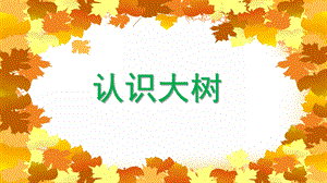 大班科学活动《认识大树》PPT课件教案PPT课件.ppt