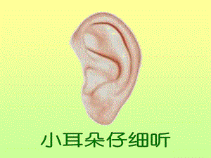 小班语言《小耳朵仔细听》PPT课件教案音频语言课程 小班《小耳朵仔细听》.ppt