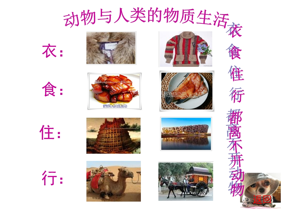 幼儿园动物与人类生活的关系PPT课件ppt课件.ppt_第3页