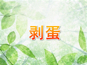 小班社会《剥蛋》PPT课件教案剥蛋.ppt