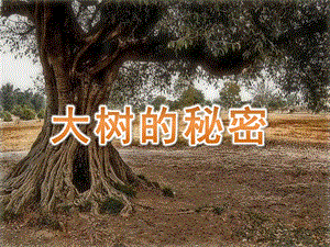 大班《大树的秘密》PPT课件教案大树的秘密.ppt