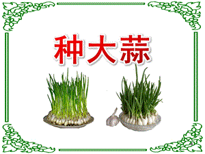 小班科学活动《种大蒜》PPT课件教案小班科学活动：种大蒜.ppt