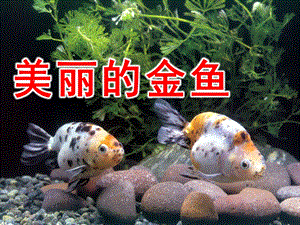 小班科学活动《美丽的金鱼》PPT课件教案.ppt