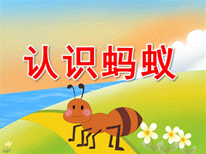 大班科学《认识蚂蚁》PPT课件教案配音PPT课件.ppt