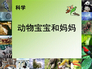 小班科学《动物宝宝和妈妈》PPT课件教案科学--动物宝宝和妈妈.ppt