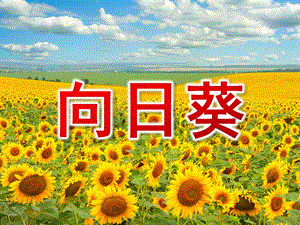 大班线描画《向日葵》PPT课件教案向日葵-线描.ppt