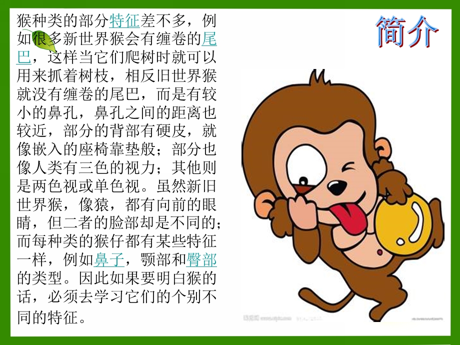幼儿园《认识猴子》PPT课件认识猴子.ppt_第2页