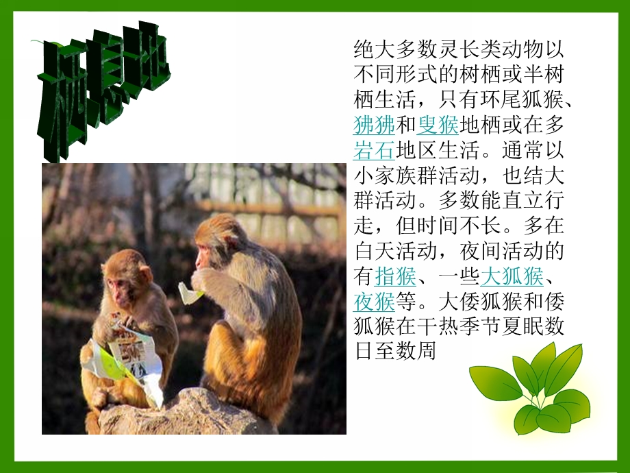 幼儿园《认识猴子》PPT课件认识猴子.ppt_第3页
