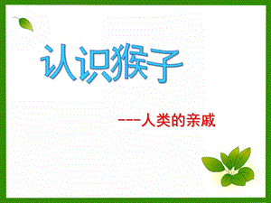 幼儿园《认识猴子》PPT课件认识猴子.ppt