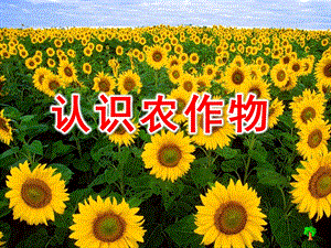 大班语言《认识农作物》PPT课件幼儿园大班语言《认识农作物》.ppt