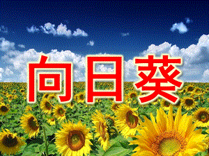 大班美术《向日葵》PPT课件教案.ppt