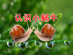 小班科学《认识小蜗牛》PPT课件教案认识小蜗牛.ppt