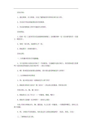 大班科学《认识蚂蚁》PPT课件教案配音参考教案.docx